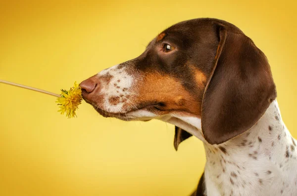 Foto Engraçada Cão Dachshund Com Dente Leão Fundo Amarelo — Fotografia de Stock