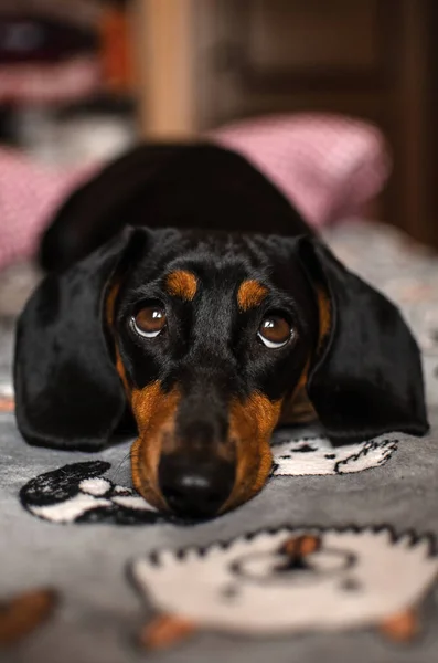 Dachshund Dogs Cute Home Pictures Pets — Stock Photo, Image
