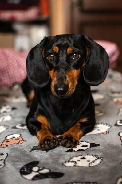 Dachshund Dogs Cute Home Pictures Pets — Stock Photo, Image
