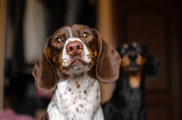 Dachshund Köpekleri Sevimli Hayvanları Resimleri — Stok fotoğraf