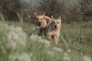 Golden Retriever köpeği ormanda uzun otların üzerinde koşuyor.