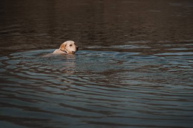 Golden retriever köpeği, yazın nehirde yüzer. Suyun yanında yürür.