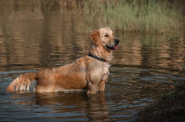 Golden Retriever köpeği nehirde yürüyor Güzel bir portre