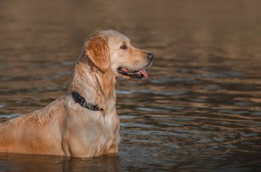 Golden Retriever köpeği nehirde yürüyor Güzel bir portre