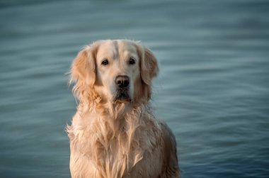 Golden Retriever köpeği nehirde yürüyor Güzel bir portre