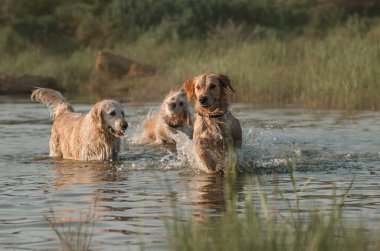 Golden retriever köpeği nehir kenarında yaz yürüyüşü yapıyor.