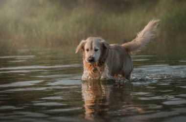 Golden retriever köpeği nehir kenarında yaz yürüyüşü yapıyor.