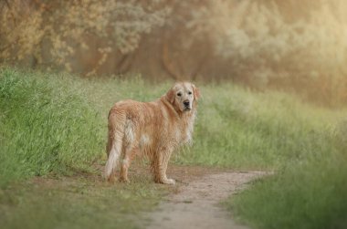 Golden Retriever güzel bir köpek portresi.