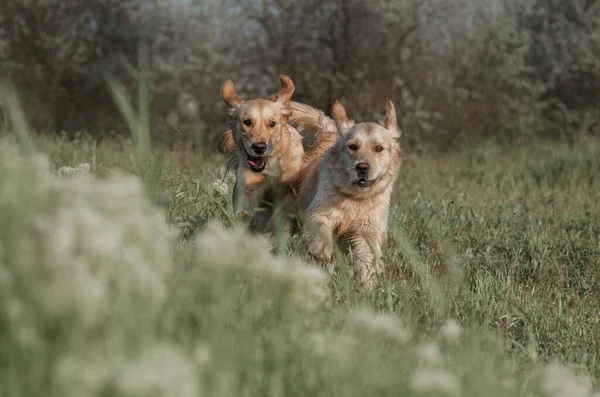 Golden Retriever Köpeği Ormanda Uzun Otların Üzerinde Koşuyor — Stok fotoğraf