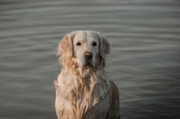 Golden Retriever Dog Walking River Beautiful Portrait — Stock Photo, Image