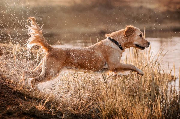 Golden Retriever Cão Correndo Água Passeio Verão Perto Rio — Fotografia de Stock