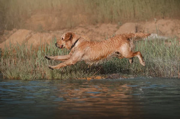 golden retriever dog running on water summer walk near the river