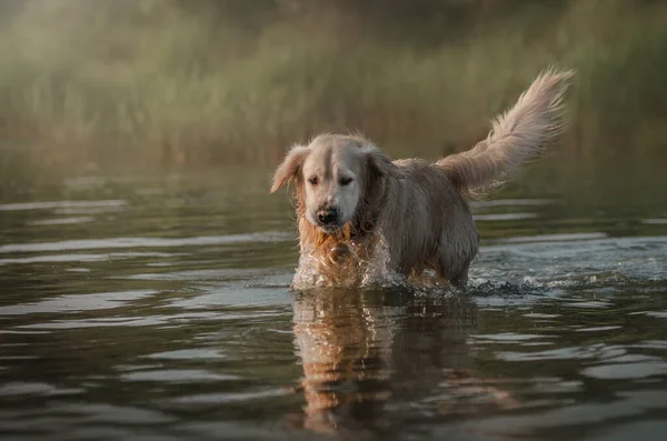 golden retriever dog running on water summer walk near the river