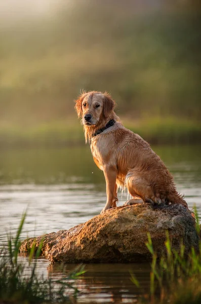 Golden Retriever Dog Beautiful Portrait Stone Water — Stock Photo, Image