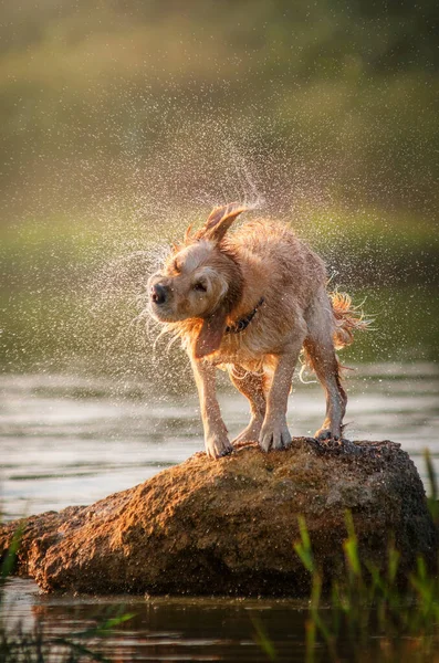 Golden Retriever Perro Hermoso Retrato Una Piedra Cerca Del Agua — Foto de Stock