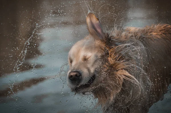 Golden Retriever Cão Tremendo Água Retrato Engraçado Com Gotas Água — Fotografia de Stock