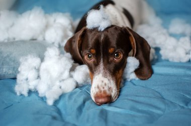 Piebold Dachshund 'un evde bir şeyler kemiren köpek yavrusunun komik fotoğrafları.