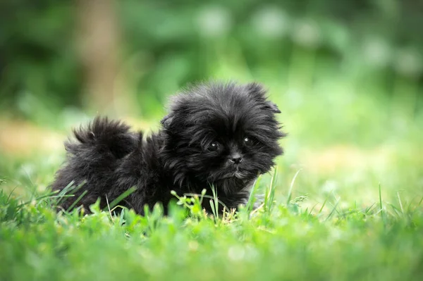 Caddedeki Küçük Siyah Köpek Yavrusu Fotoğrafı Melez Tükürük Shih Tzu — Stok fotoğraf
