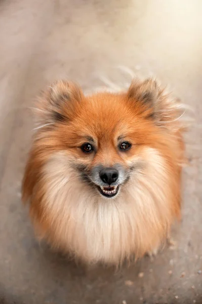 Roter Spitz Foto Eines Lustigen Süßen Hundes — Stockfoto