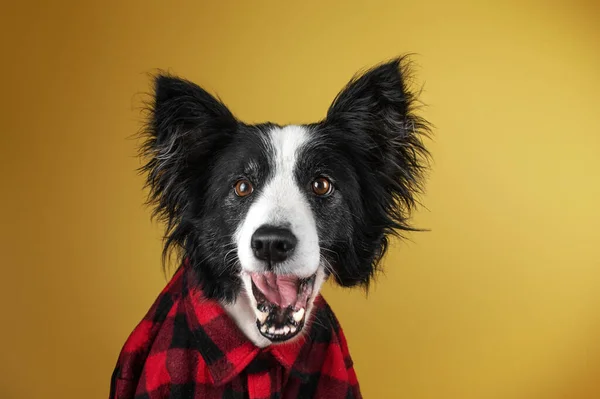Sınır Çoban Köpeği Komik Bir Hayvan Portresi Sarı Arka Planda — Stok fotoğraf