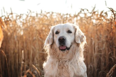 Golden retriever köpeği gün batımında yürüyor buğday tarlasında sihirli ışık