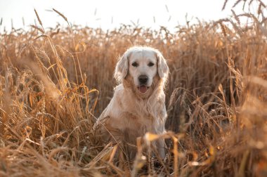 Golden retriever köpeği gün batımında yürüyor buğday tarlasında sihirli ışık