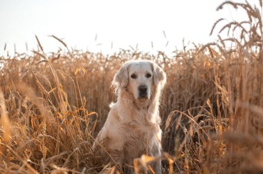 Golden retriever köpeği gün batımında yürüyor buğday tarlasında sihirli ışık