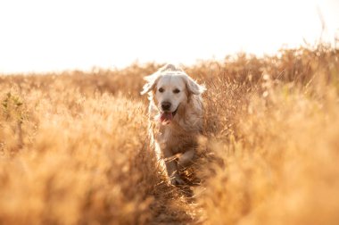 Golden retriever köpeği gün batımında yürüyor buğday tarlasında sihirli ışık