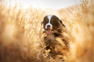 Küçük bir Bernese Dağ Köpeği 'nin yürüyüşü. Sihirli bir gün batımı ışığında.