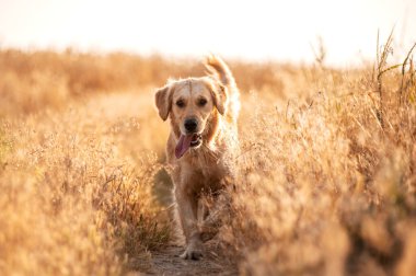 Golden retriever köpeği gün batımında yürüyor buğday tarlasında sihirli ışık