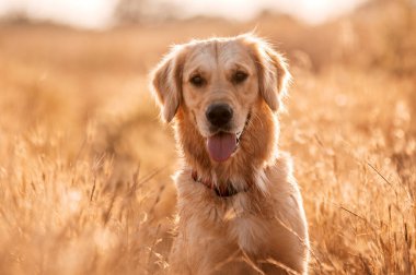 Golden retriever köpeği gün batımında yürüyor buğday tarlasında sihirli ışık