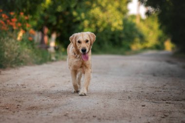 Golden retriever köpeği doğada gün batımında yürüyor.