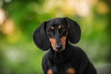 Dachshund köpeği yeşil bir bahar bokeh arka planında güzel bir hayvan portresi