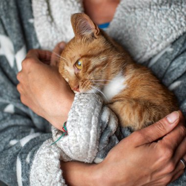 Ev atmosferinde kırmızı kedi yavrusu fotoğrafı