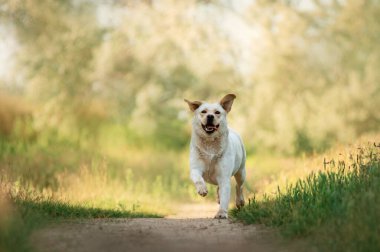 Labrador av köpeği eğlenceli yaz yürüyüşü Doğada güzel bir hayvan portresi