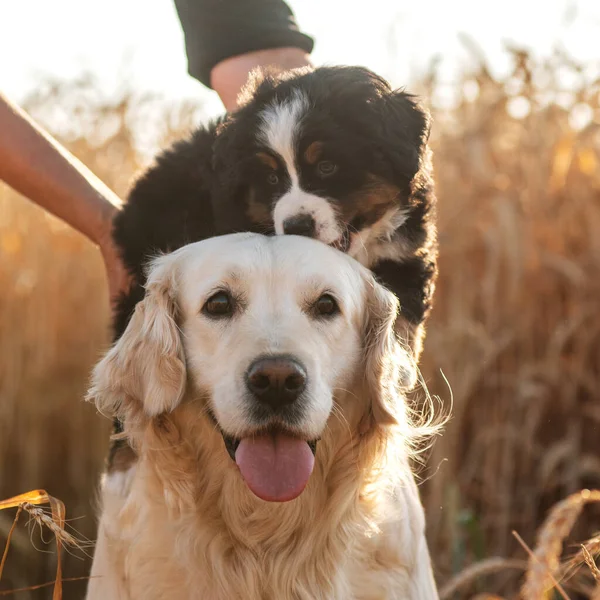 Retrato Divertido Golden Retriever Bernese Perro Montaña Cachorro —  Fotos de Stock