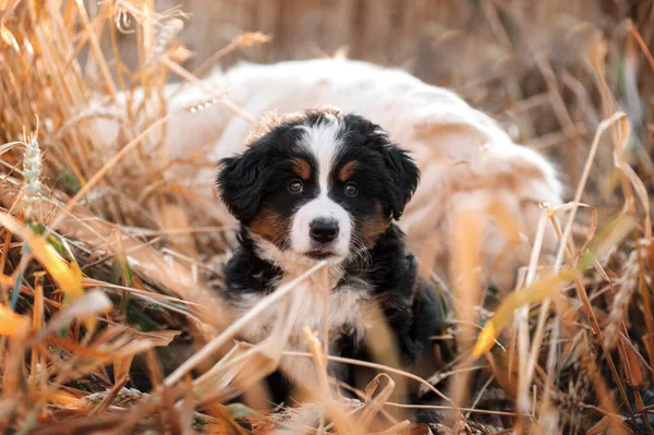 Een Wandeling Van Een Kleine Berner Mountain Dog Puppy Een — Stockfoto