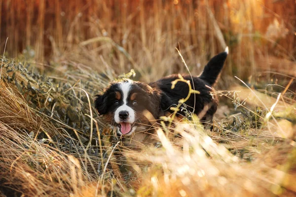 Passeio Pequeno Filhote Cachorro Bernese Mountain Dog Campo Mágico Pôr — Fotografia de Stock