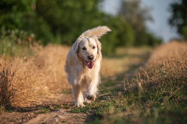 Golden Retriever Cão Andando Pôr Sol Natureza — Fotografia de Stock