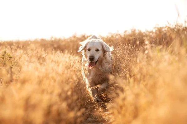 Golden Retriever Hond Wandelen Bij Zonsondergang Magisch Licht Tarweveld — Stockfoto