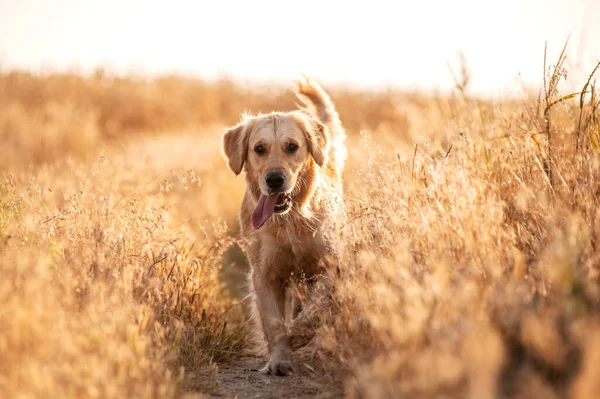 Golden Retriever Köpeği Gün Batımında Yürüyor Buğday Tarlasında Sihirli Işık — Stok fotoğraf