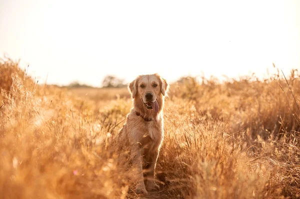 Golden Retriever Köpeği Gün Batımında Yürüyor Buğday Tarlasında Sihirli Işık — Stok fotoğraf