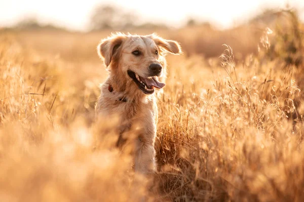 Golden Retriever Hund Geht Bei Sonnenuntergang Magisches Licht Weizenfeld — Stockfoto
