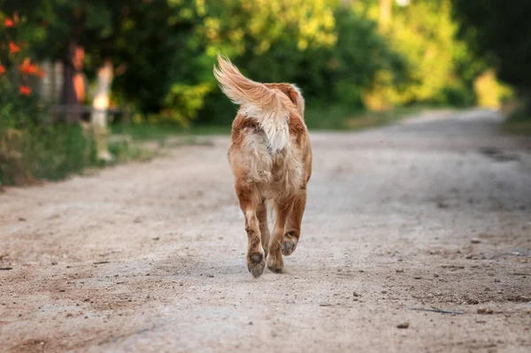 Golden Retriever Perro Paseando Atardecer Naturaleza —  Fotos de Stock