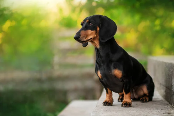 Tax Hund Vacker Husdjur Porträtt Grön Våren Bokeh Bakgrund — Stockfoto