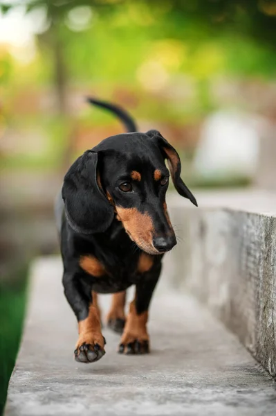 Dachshund Cão Belo Animal Estimação Retrato Fundo Bokeh Primavera Verde — Fotografia de Stock
