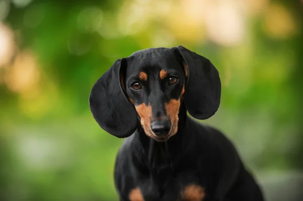 Dachshund Cão Belo Animal Estimação Retrato Fundo Bokeh Primavera Verde — Fotografia de Stock