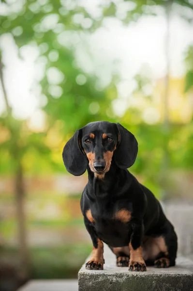Tax Hund Vacker Husdjur Porträtt Grön Våren Bokeh Bakgrund — Stockfoto