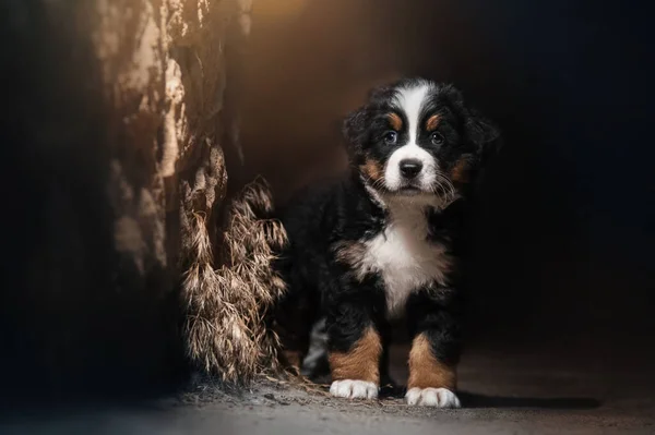 Bernese Cão Montanha Cachorro Bonito Animal Estimação Foto Filhote Cachorro — Fotografia de Stock