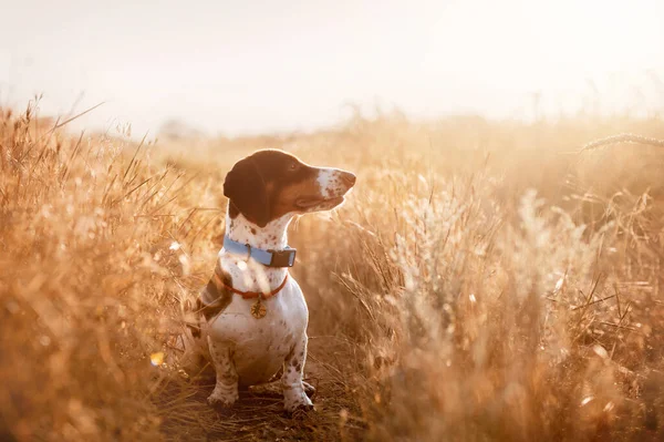 Engraçado Piebald Dachshund Foto Cães Natureza — Fotografia de Stock